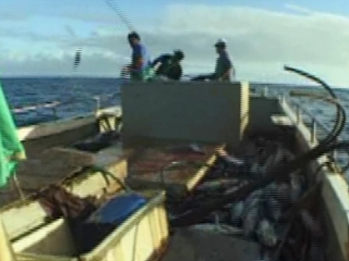  セントヘレナ:  グレートブリテン島:  
 
 ハガツオ 釣り
